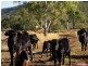 49792 Burnett Highway, Walmul QLD 4714