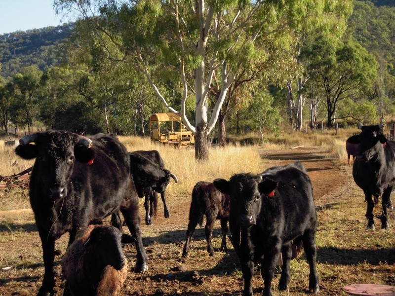 49792 Burnett Highway, Walmul QLD 4714