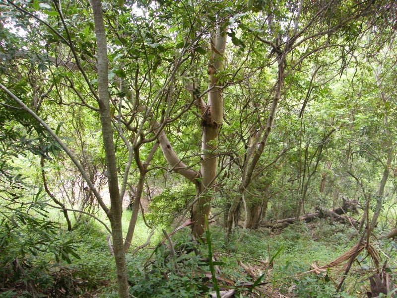 5 Clair, Taranganba QLD 4703