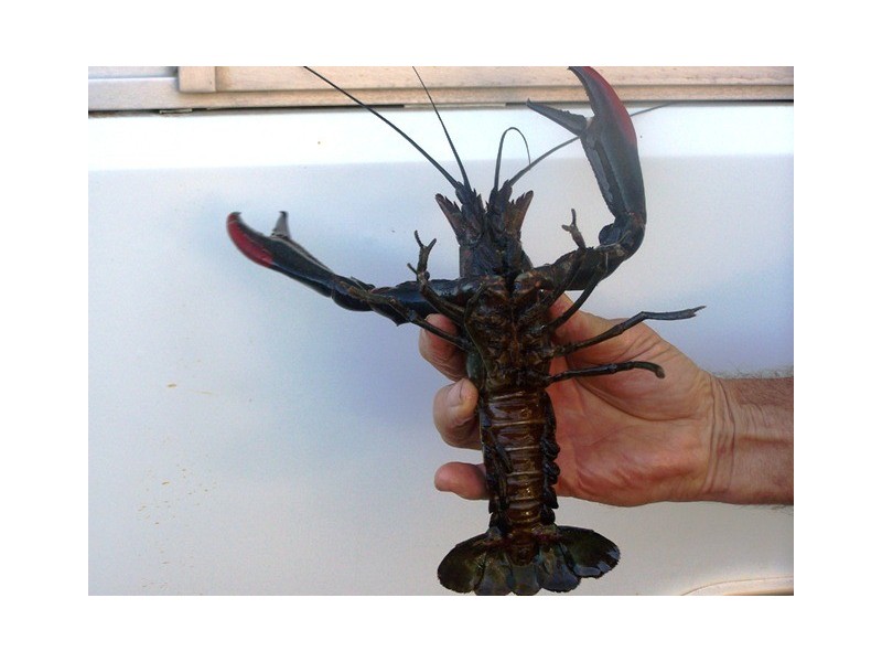 163 Druces rd, Yeppoon QLD 4703