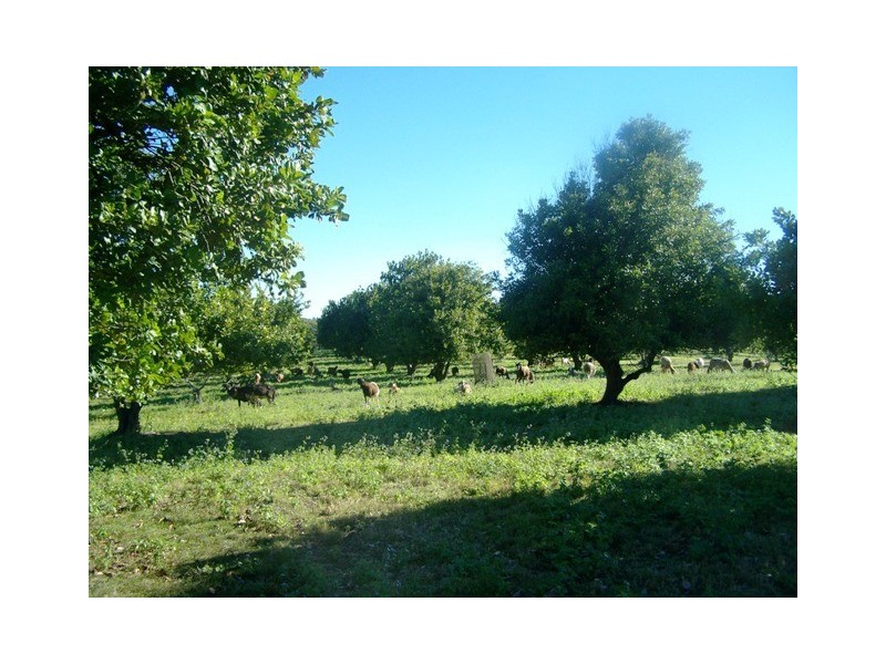 163 Druces rd, Yeppoon QLD 4703