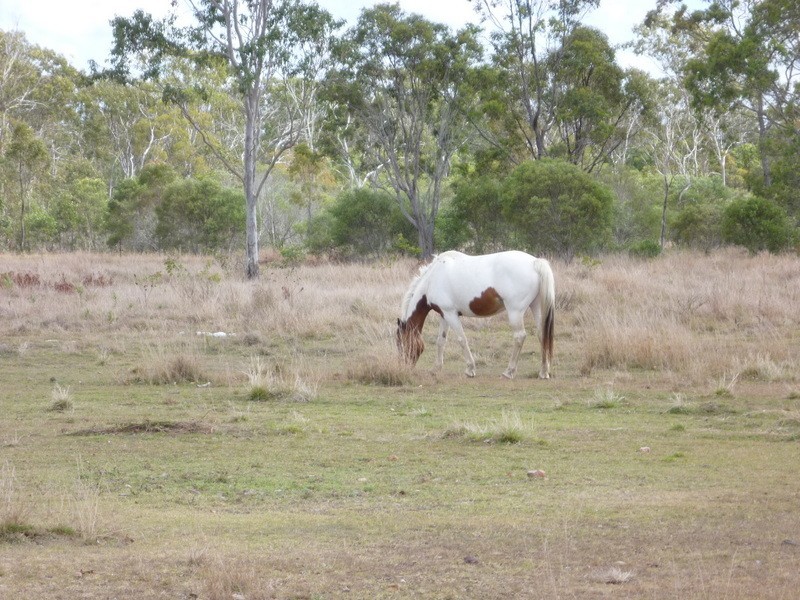 Cawarral QLD 4702