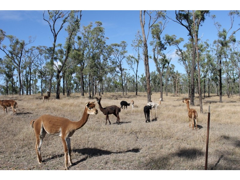 66 Dodson Lane, Cawarral QLD 4702