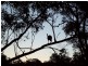 Withcott QLD 4352