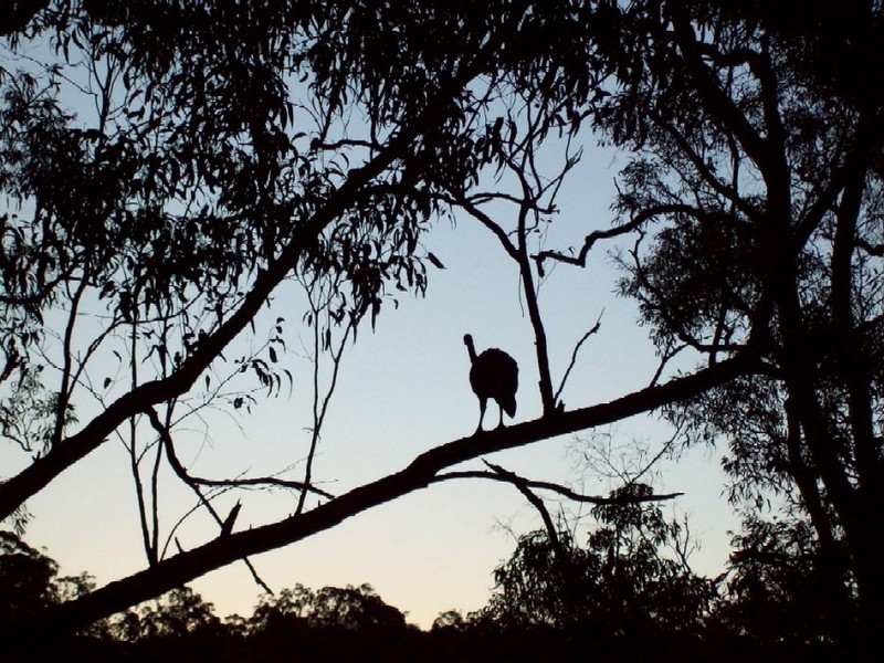 Withcott QLD 4352