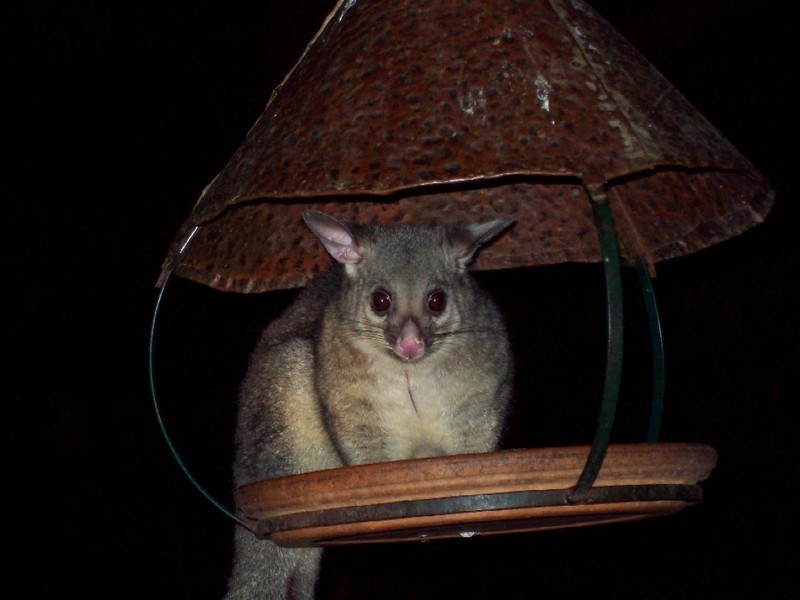 Withcott QLD 4352