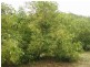 Flagstone Creek QLD 4344