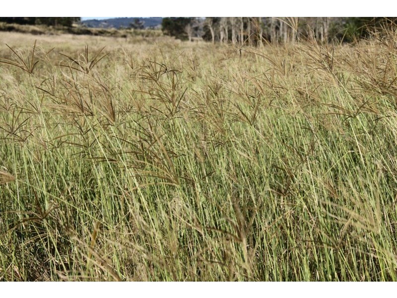 Windera QLD 4605