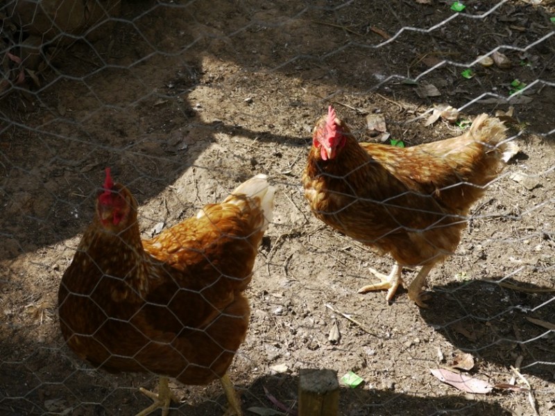 43  Parkridge Drive, Withcott QLD 4352