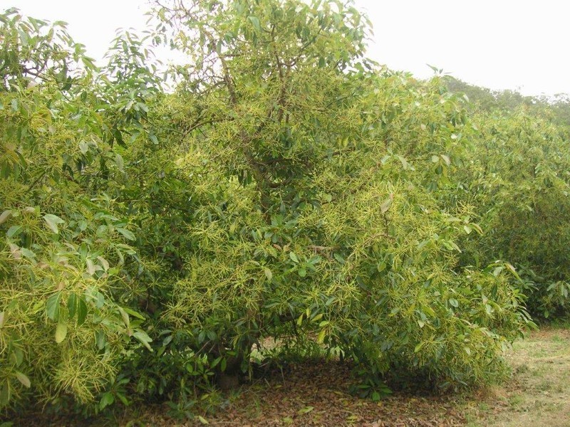 Flagstone Creek QLD 4344