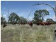 Lot 203 Rangemore Road, Maclagan QLD 4352