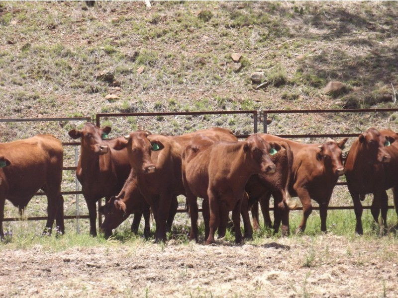 231 Peters Road, Groomsville QLD 4352