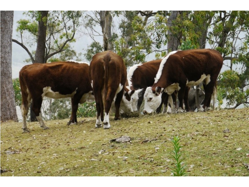 214 Happy Valley Road, Cabarlah QLD 4352