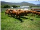 286 Mulgowie Road, Townson QLD 4341