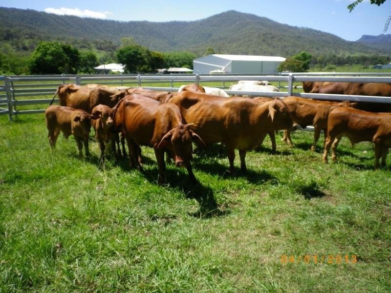 286 Mulgowie Road, Townson QLD 4341