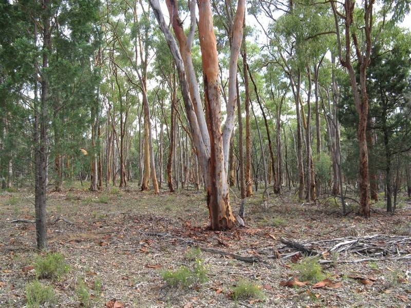 Warwick QLD 4370