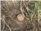 Allora QLD 4362