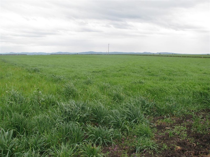 Warwick QLD 4370