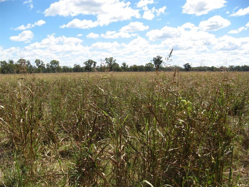 Warwick QLD 4370
