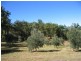 Bollier QLD 4570