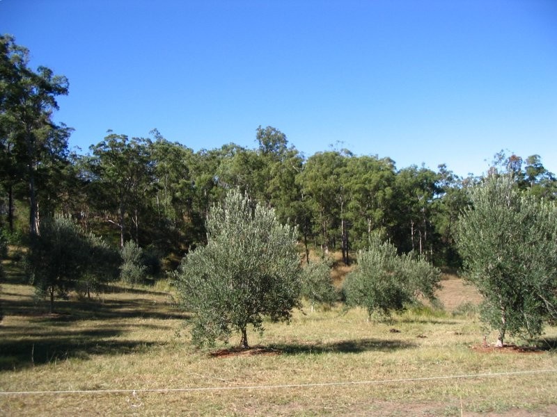 Bollier QLD 4570