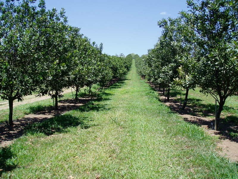 Lot 6 Edwards Road, Amamoor QLD 4570