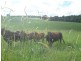 Yungaburra QLD 4884