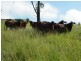 385 Diamondfield Road, Kandanga QLD 4570