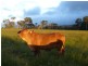Walkamin QLD 4872