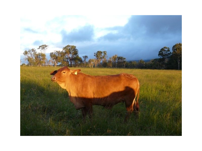 Walkamin QLD 4872