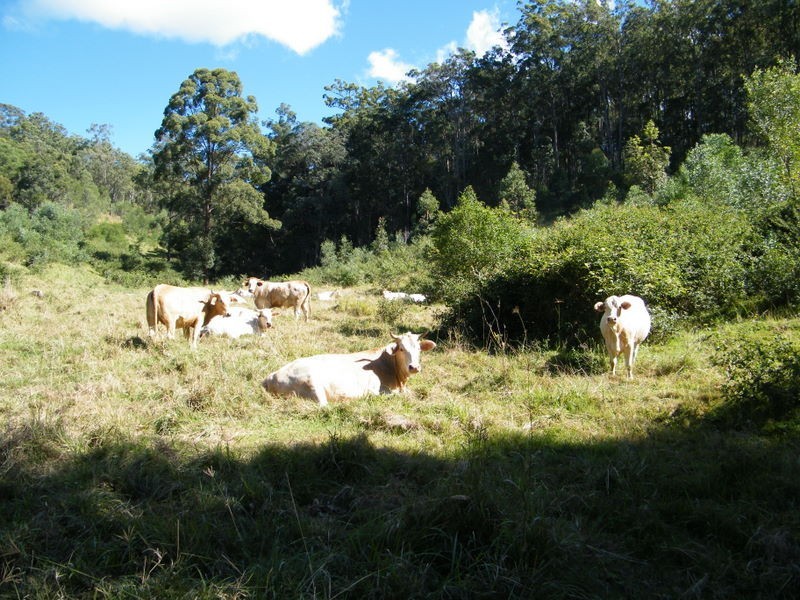 Lot 2 Mitchell Creek Road, Kandanga Creek QLD 4570