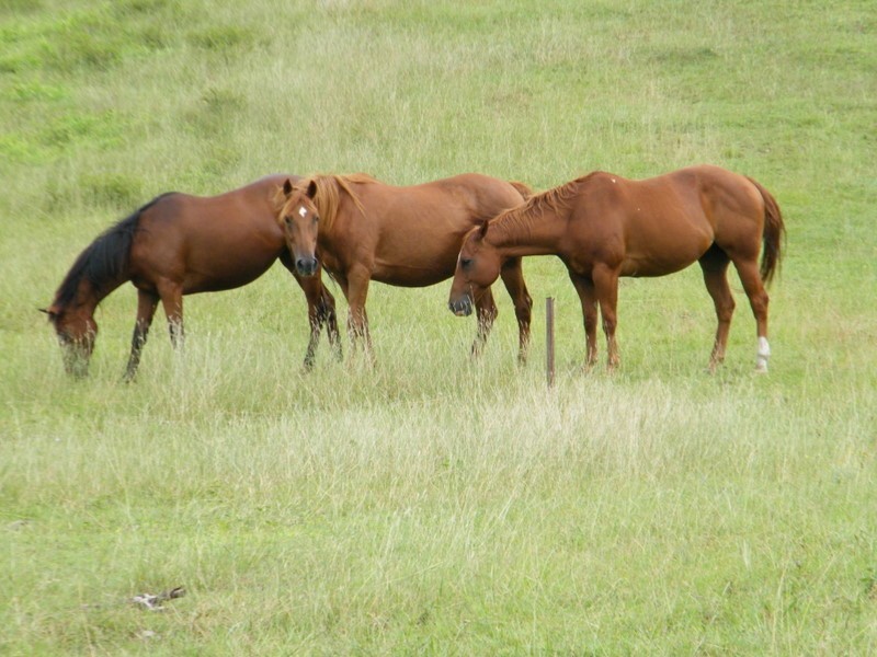 716 Kandanga Creek, Kandanga QLD 4570