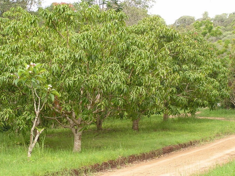93 Bundy, Imbil QLD 4570
