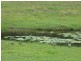Bollier QLD 4570