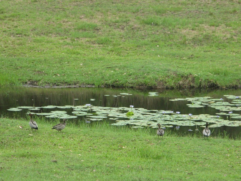 Bollier QLD 4570