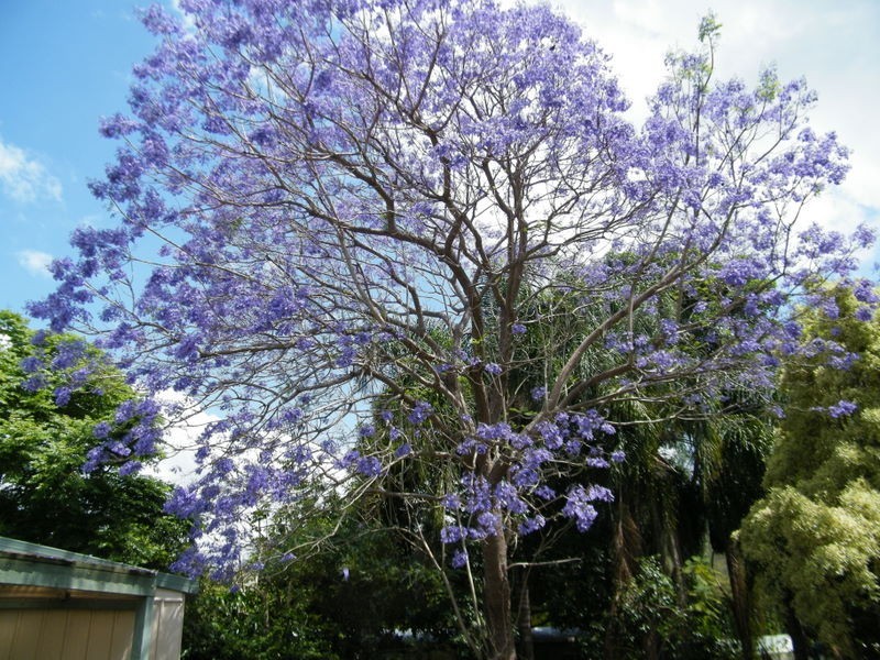 16 Diggings, Imbil QLD 4570