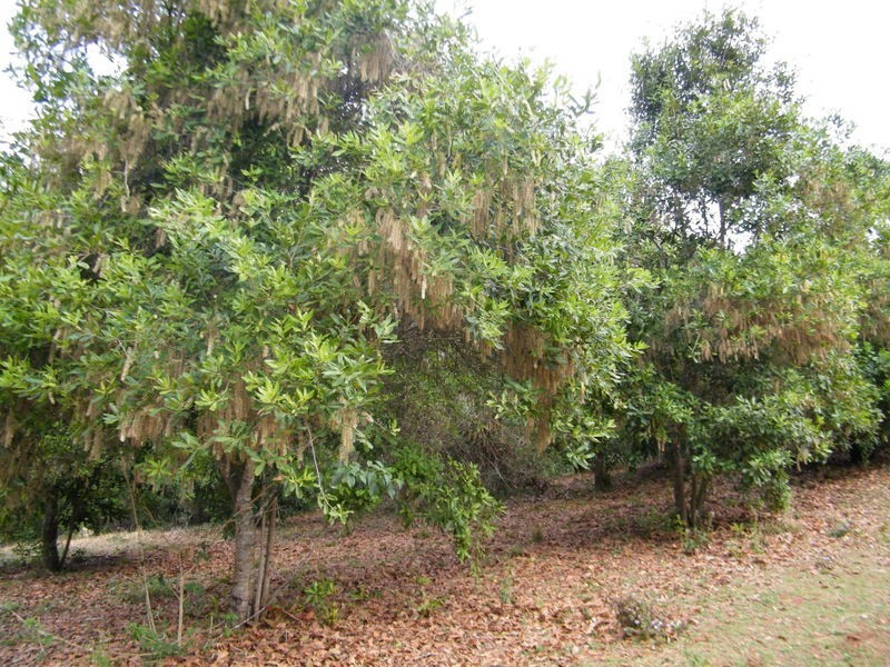 122 Harry’s Creek Road, Amamoor QLD 4570