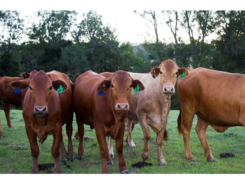 17 Broomlands Lane, The Dawn QLD 4570