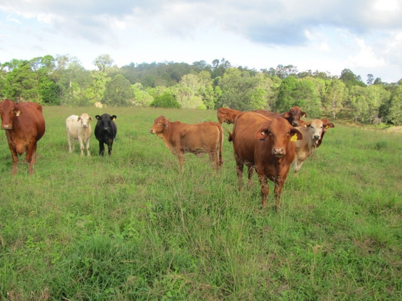 Lots 3 and 4 Imbil Brooloo Road, Imbil QLD 4570