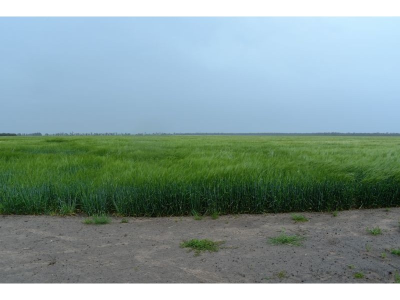 Goondiwindi QLD 4390