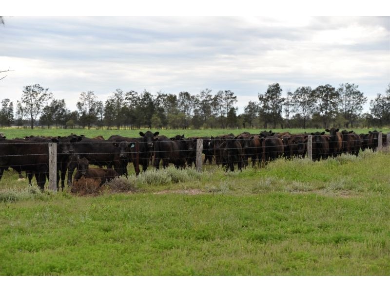 Goondiwindi QLD 4390