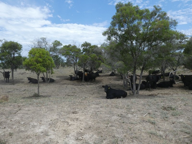 Goondiwindi QLD 4390