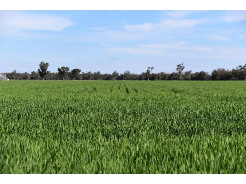 5395 Texas-Yelarbon Rd,Glenarbon via, Goondiwindi QLD 4390