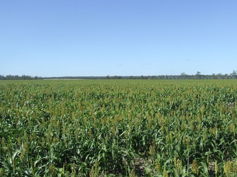 5395 Texas-Yelarbon Rd,Glenarbon via, Goondiwindi QLD 4390