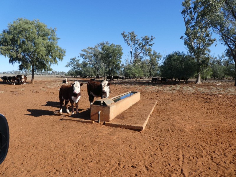 Dirranbandi QLD 4486