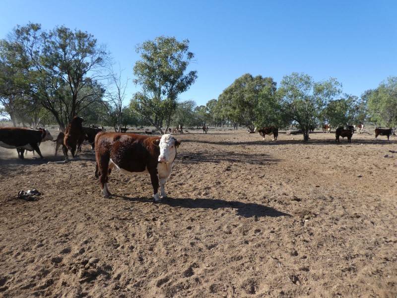 Dirranbandi QLD 4486