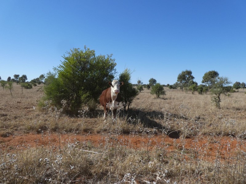 Dirranbandi QLD 4486