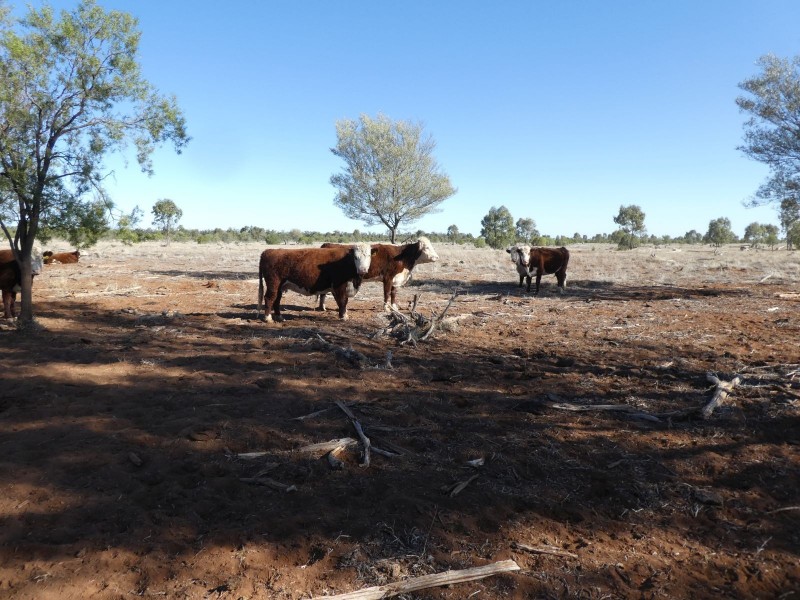 Dirranbandi QLD 4486