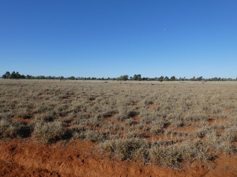 Dirranbandi QLD 4486