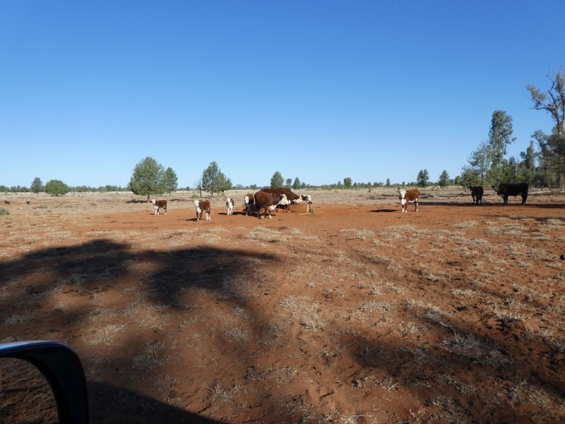 Dirranbandi QLD 4486